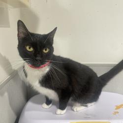 Shelter Stray Female Cat last seen , 3607 N Armenia Ave, Tampa, FL 33607, USA