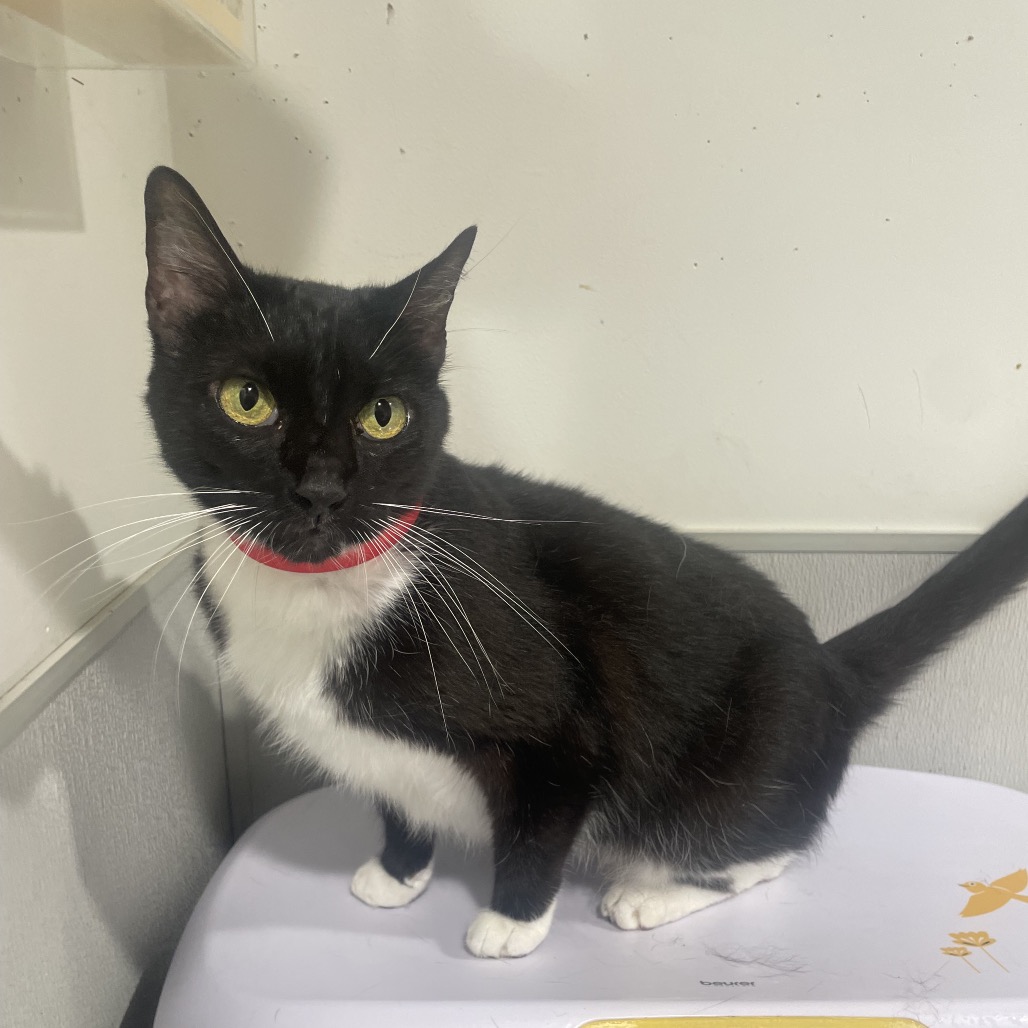 Shelter Stray Female Cat last seen , 3607 N Armenia Ave, Tampa, FL 33607, USA