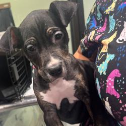 Shelter Stray Female Dog last seen , 3607 N Armenia Ave, Tampa, FL 33607, USA