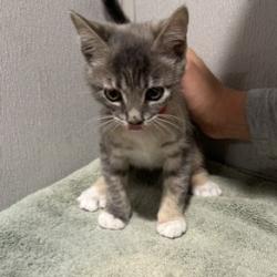 Shelter Stray Female Cat last seen , 3607 N Armenia Ave, Tampa, FL 33607, USA