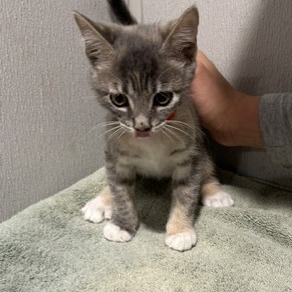 Shelter Stray Female Cat last seen , 3607 N Armenia Ave, Tampa, FL 33607, USA