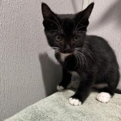 Shelter Stray Female Cat last seen , 3607 N Armenia Ave, Tampa, FL 33607, USA
