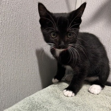 Shelter Stray Female Cat last seen , 3607 N Armenia Ave, Tampa, FL 33607, USA
