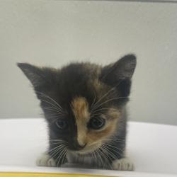 Shelter Stray Female Cat last seen , 3607 N Armenia Ave, Tampa, FL 33607, USA