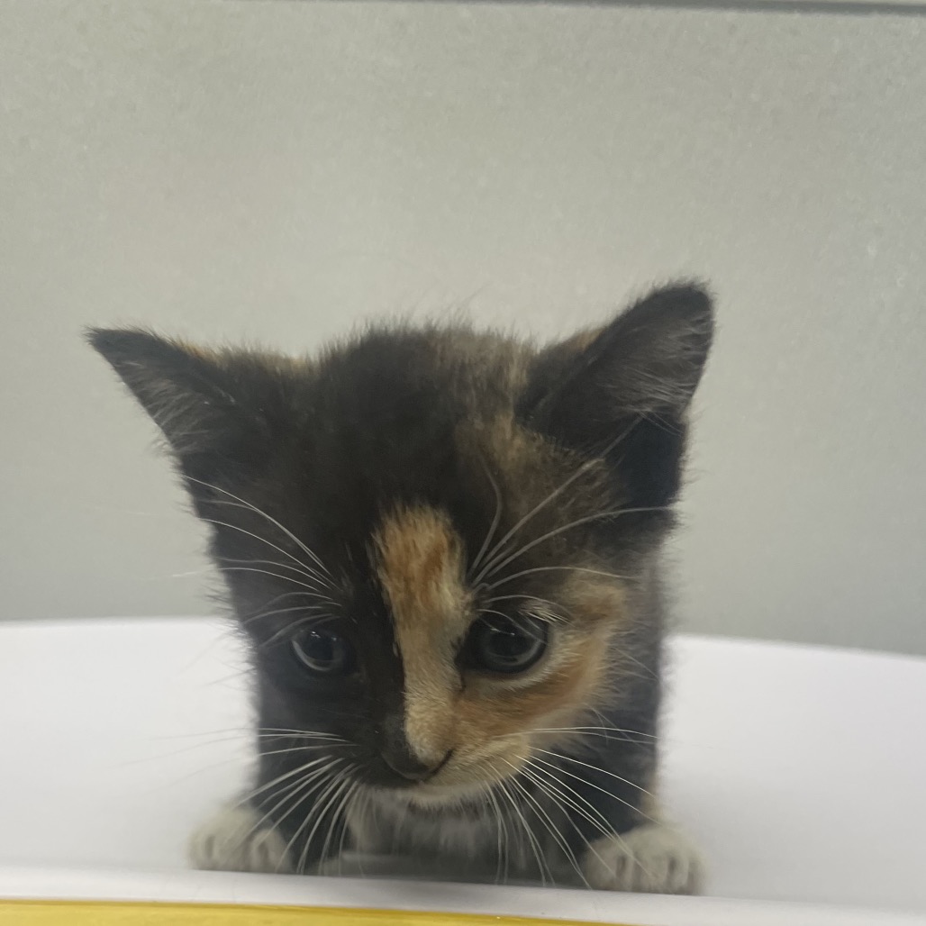 Shelter Stray Female Cat last seen , 3607 N Armenia Ave, Tampa, FL 33607, USA