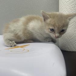 Shelter Stray Female Cat last seen , 3607 N Armenia Ave, Tampa, FL 33607, USA