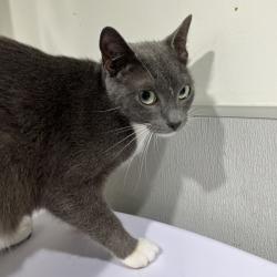 Shelter Stray Female Cat last seen , 3607 N Armenia Ave, Tampa, FL 33607, USA