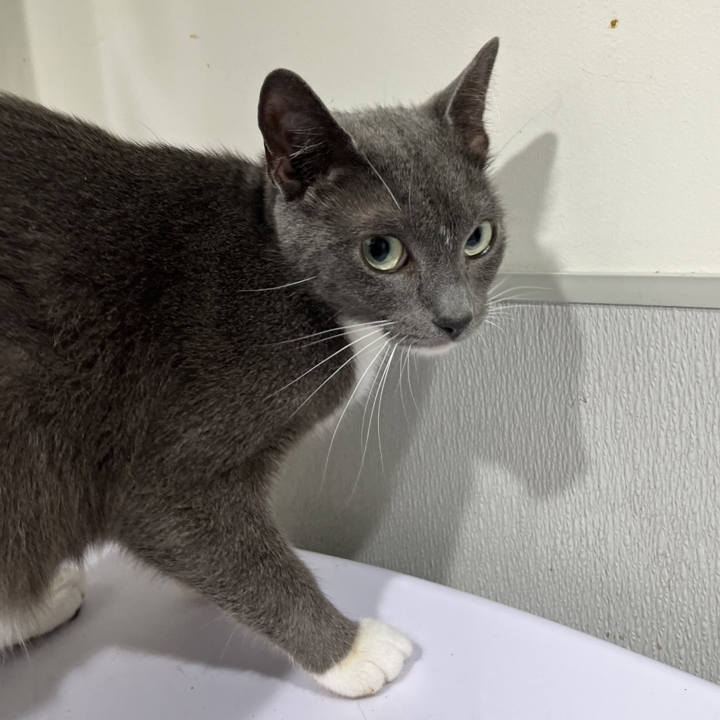 Shelter Stray Female Cat last seen , 3607 N Armenia Ave, Tampa, FL 33607, USA
