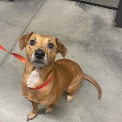 Shelter Stray Female Dog last seen , 3607 N Armenia Ave, Tampa, FL 33607, USA