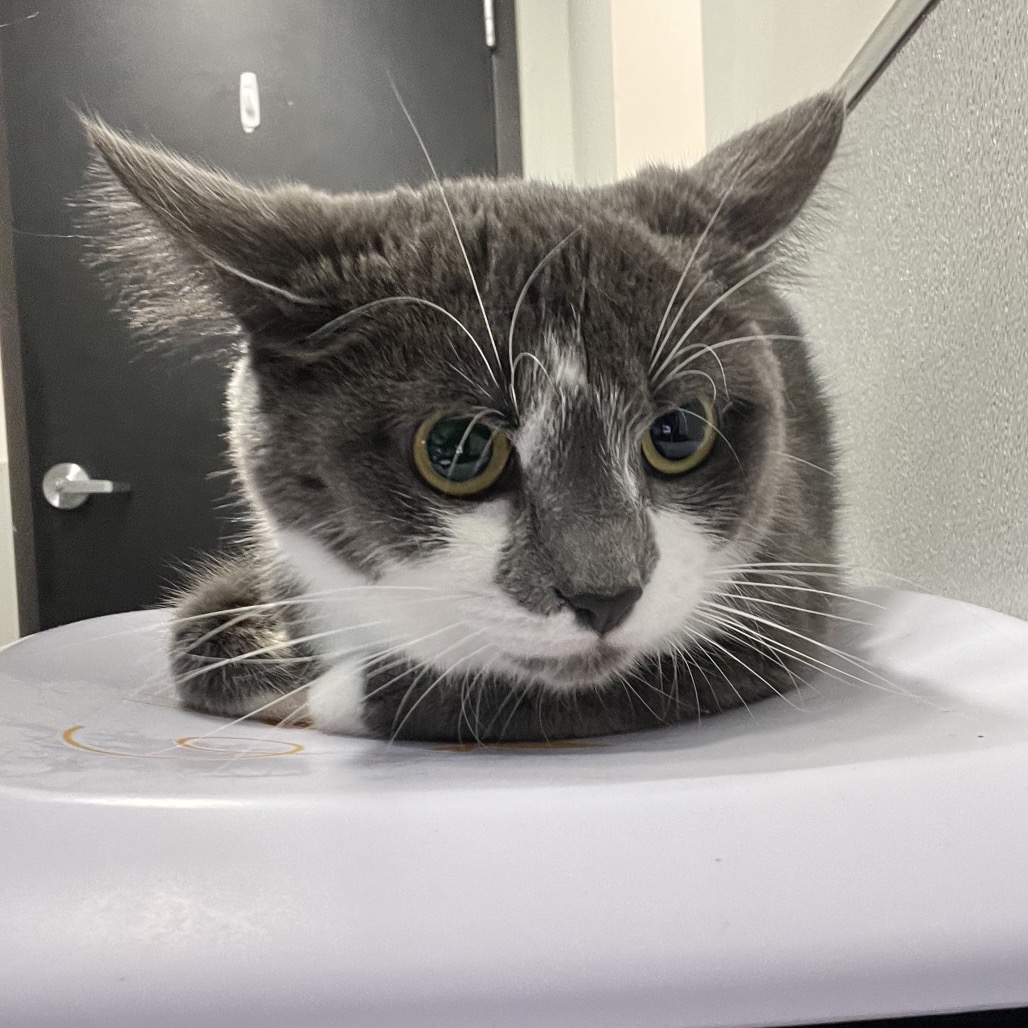 Shelter Stray Female Cat last seen , 3607 N Armenia Ave, Tampa, FL 33607, USA
