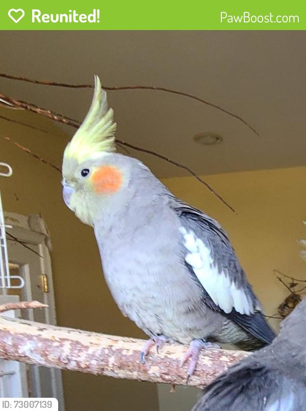 Reunited Female Bird last seen Hutchinson Rd & Arneytown-Hornerstown Rd, Upper Freehold, NJ 08501