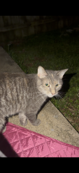 Found/Stray Unknown Cat last seen Lindenhurst Drive near Lindenhurst Loop, Lexington, KY 40509