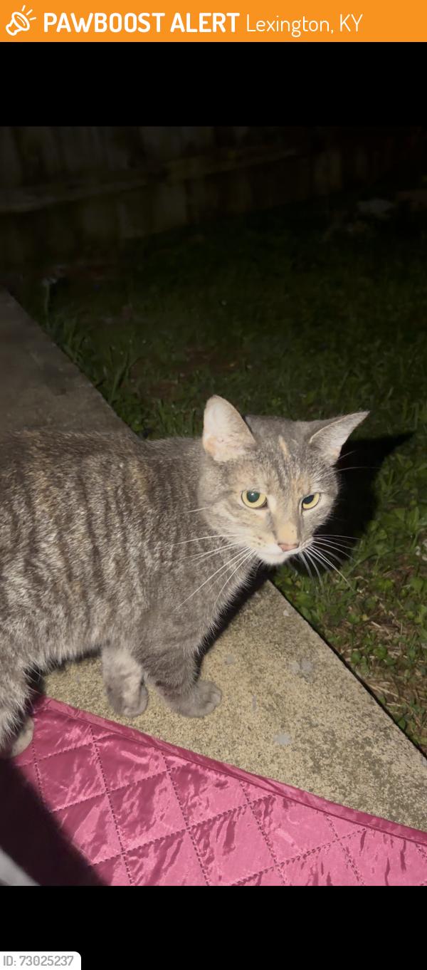 Found/Stray Unknown Cat last seen Lindenhurst Drive near Lindenhurst Loop, Lexington, KY 40509