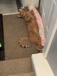 Reunited Male Cat last seen Harrison and 37th St. , Canton, OH 44709