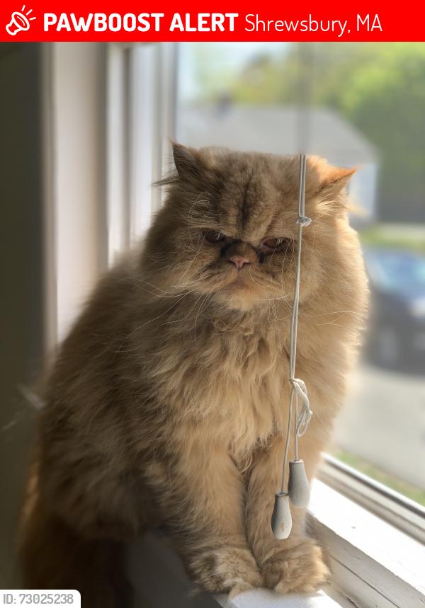 Lost Female Cat last seen White city Plaza, Edgewater Ave, Shrewsbury USPS, turnpike road. , Shrewsbury, MA 01545
