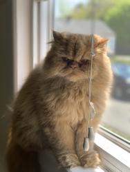Lost Female Cat last seen White city Plaza, Edgewater Ave, Shrewsbury USPS, turnpike road. , Shrewsbury, MA 01545