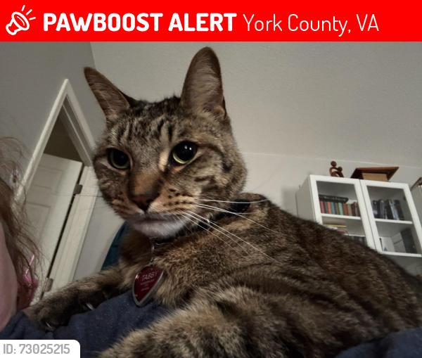 Lost Male Cat last seen Coventry Blvd and Lilburne Way, York County, VA 23693