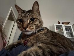 Lost Male Cat last seen Coventry Blvd and Lilburne Way, York County, VA 23693