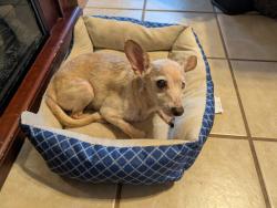 Found/Stray Male Dog last seen Greenhill Pass, San Antonio, TX 78213