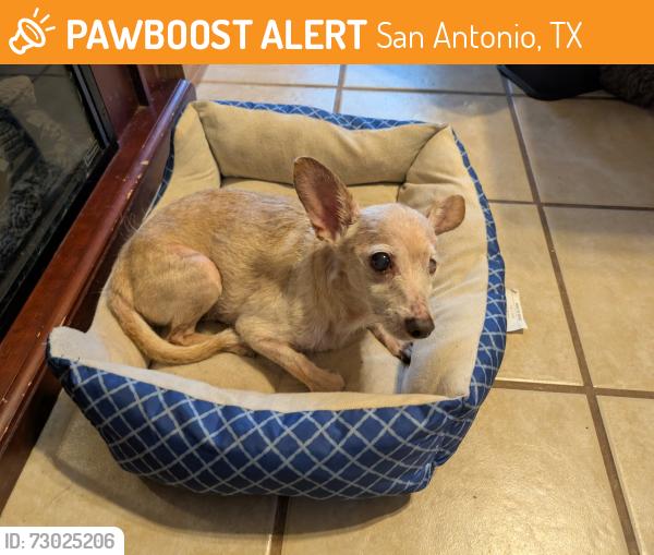 Found/Stray Male Dog last seen Greenhill Pass, San Antonio, TX 78213