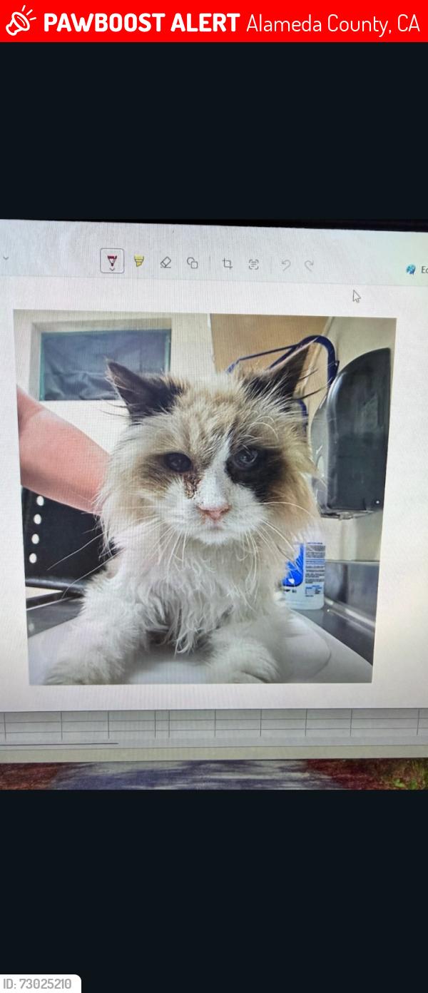 Lost Female Cat last seen 15th street and Prater Way Sparks, NV 89431, Alameda County, CA 94541