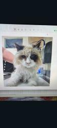 Lost Female Cat last seen 15th street and Prater Way Sparks, NV 89431, Alameda County, CA 94541