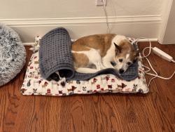 Reunited Female Dog last seen Colusa Ave, Berkeley, CA 94707