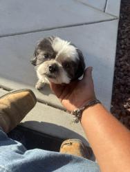 Reunited Male Dog last seen Red root, Riverside County, CA 92596