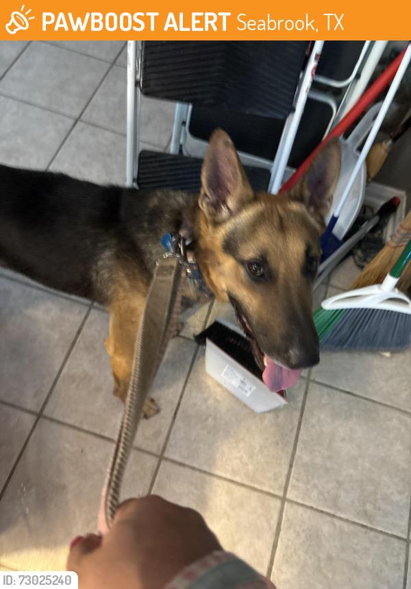 Found/Stray Male Dog last seen red bluff and lakeside drive, Seabrook, TX 77586