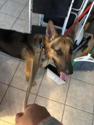 Found/Stray Male Dog last seen red bluff and lakeside drive, Seabrook, TX 77586