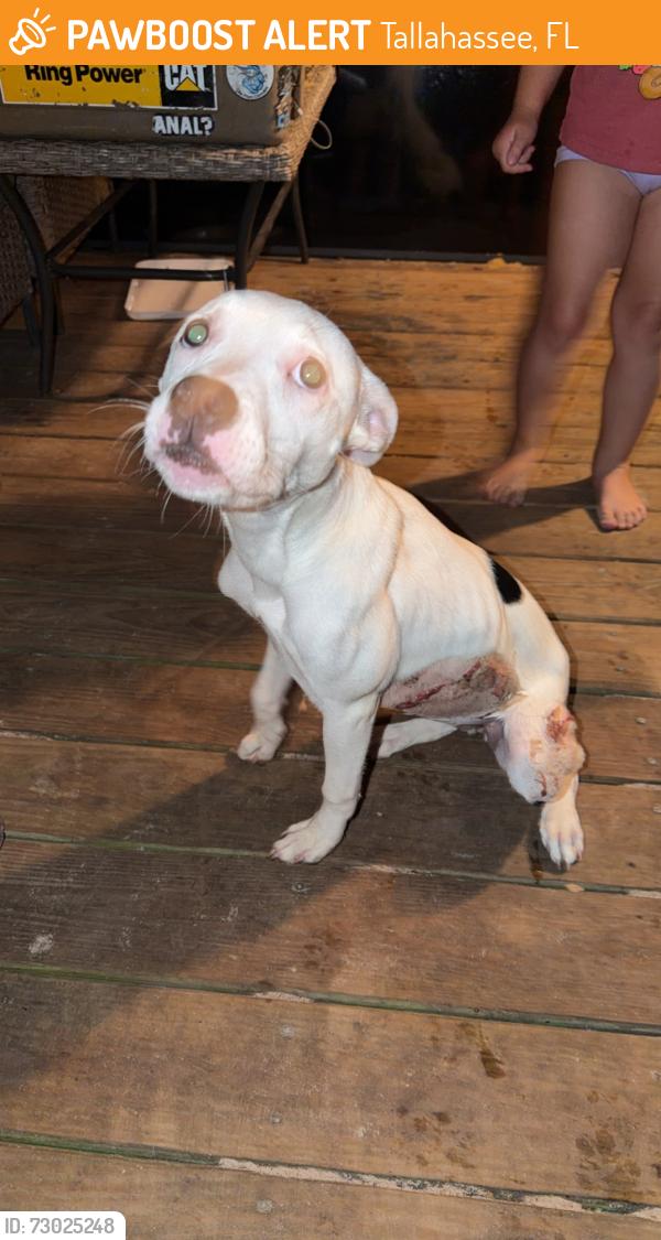 Found/Stray Female Dog last seen Jackson bluff road, Tallahassee, FL 32304