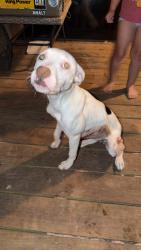 Found/Stray Female Dog last seen Jackson bluff road, Tallahassee, FL 32304