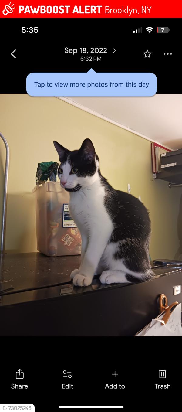 Lost Male Cat last seen Broadway and MLK, Brooklyn, NY 11221