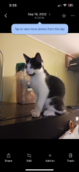 Lost Male Cat last seen Broadway and MLK, Brooklyn, NY 11221