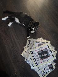 Reunited Male Cat last seen Ray and Kyrene, Chandler, AZ 85226