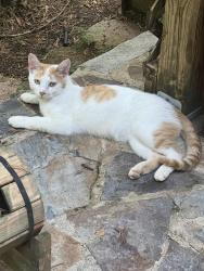 Found/Stray Male Cat last seen old Hwy421, Yadkinville, NC 27055