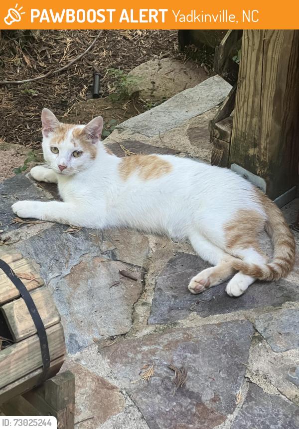 Found/Stray Male Cat last seen old Hwy421, Yadkinville, NC 27055