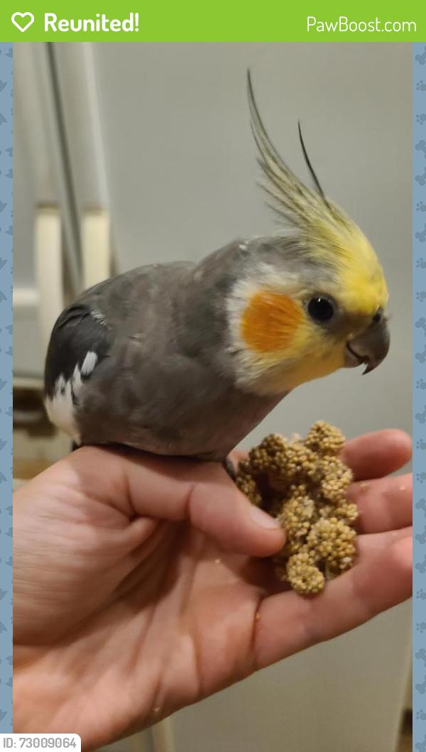 Reunited Male Bird last seen Hutchinson Rd & Arneytown-Hornerstown Rd, Upper Freehold, NJ 08501
