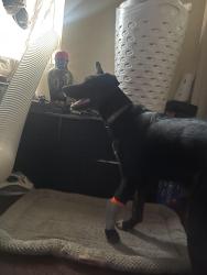 Found/Stray Female Dog last seen Magic Johnson park, Los Angeles, CA 90059