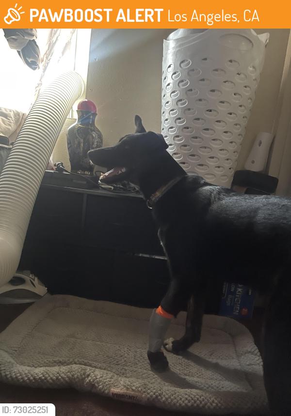 Found/Stray Female Dog last seen Magic Johnson park, Los Angeles, CA 90059
