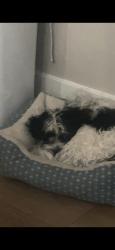 Lost Male Dog last seen John d sloat elementary school, Sacramento, CA 95822
