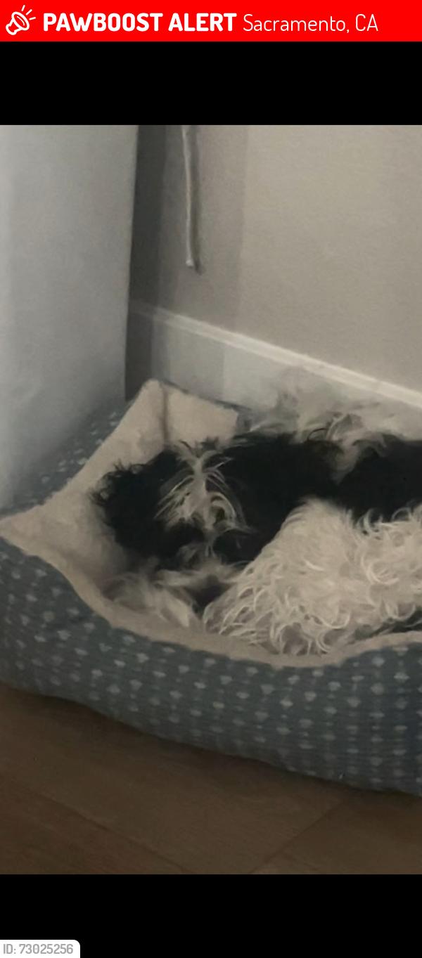 Lost Male Dog last seen John d sloat elementary school, Sacramento, CA 95822