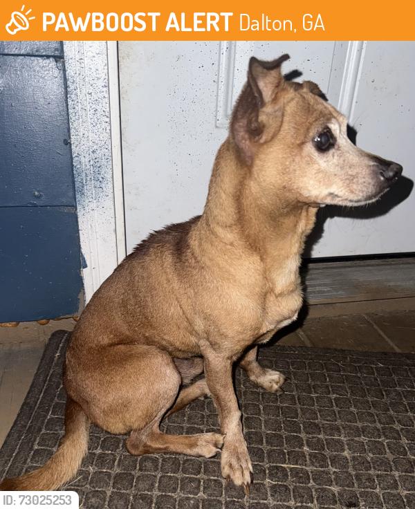 Found/Stray Unknown Dog last seen Williams rd & Cherokee trail, Dalton, GA 30721