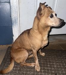 Found/Stray Unknown Dog last seen Williams rd & Cherokee trail, Dalton, GA 30721