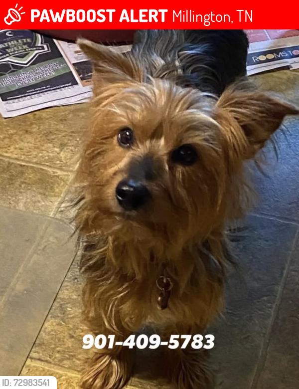 Lost Male Dog last seen Fite Road, Millington, TN 38053