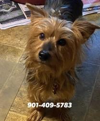 Lost Male Dog last seen Fite Road, Millington, TN 38053