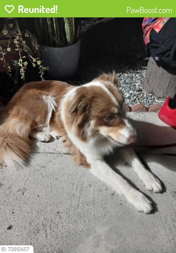 Reunited Female Dog last seen Riverside ave & San Bernardino, Rialto, CA 92376