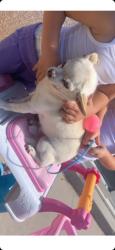 Lost Male Dog last seen Old town by central, Albuquerque, NM 87104