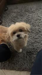 Reunited Male Dog last seen By the police station & city hall in Dana Point. , Dana Point, CA 92629
