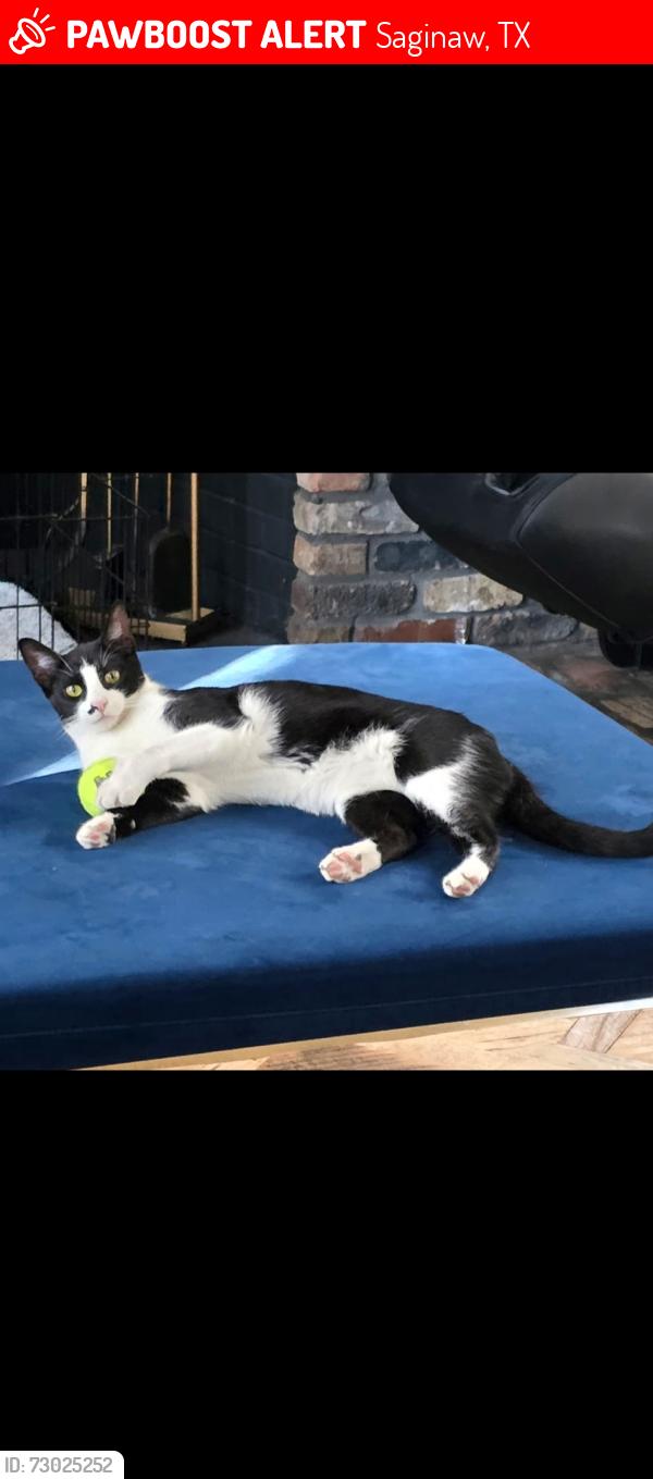 Lost Male Cat last seen Fox run trl and silverbrook st , Saginaw, TX 76179